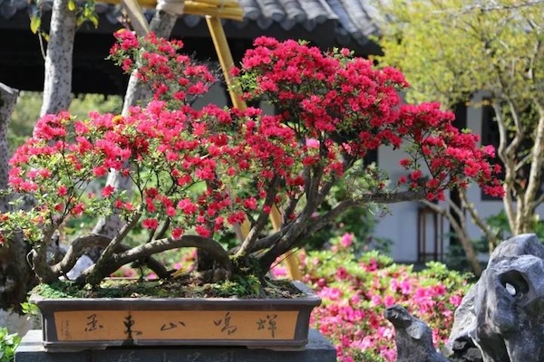 Wenzhou hosts azalea exhibition