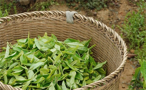 Longjing tea cultivated on an 11th-floor roof in Hangzhou