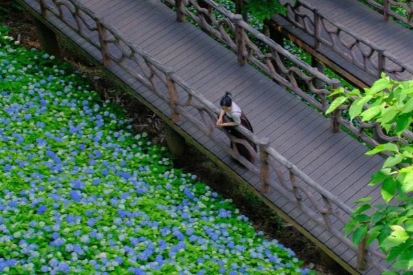 Blooming hydrangeas paint Lishui captivating