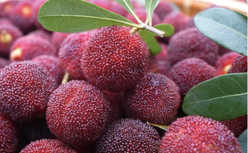 Qingtian waxberries delight foreign palates
