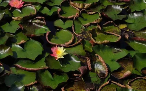 Rare bicolor water lilies blossom in Anji park