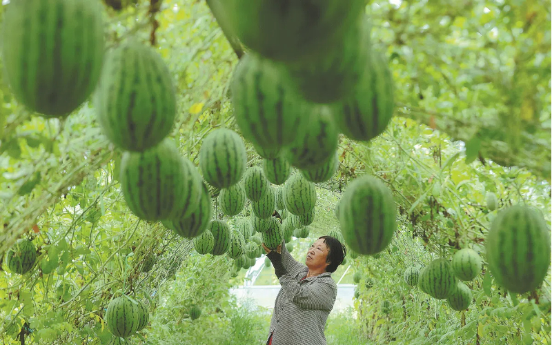 Watermelons up in the air