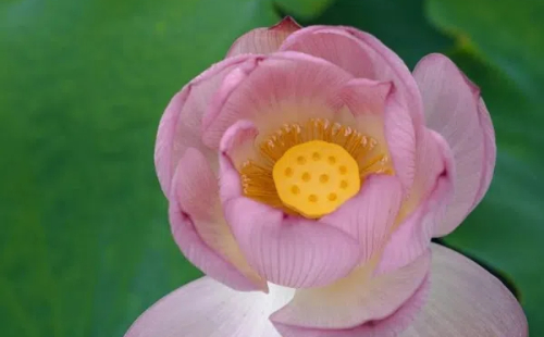 Jinyun's lotus flowers in full bloom
