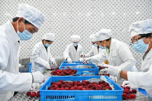 Wenzhou exports mountain waxberries