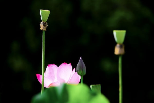 In pics: Lotus flowers bloom in Wencheng