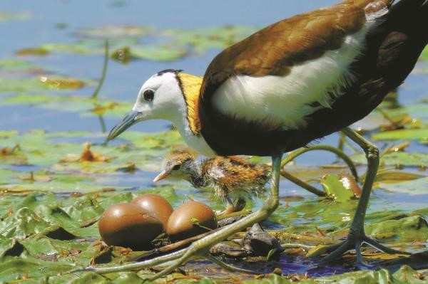 Dongqian Lake emerges as breeding ground for rare birds