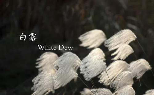 8 things you may not know about White Dew