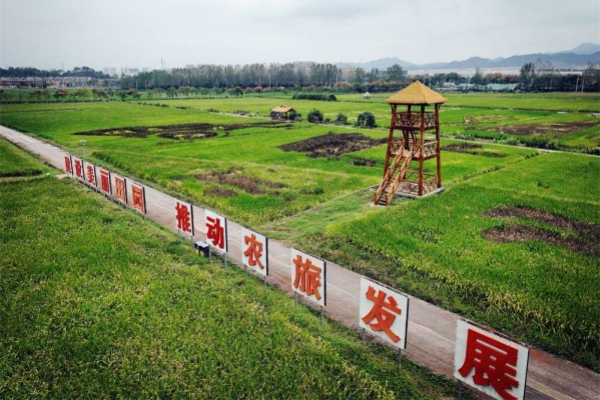 Rice field painting in Yiwu celebrates National Day