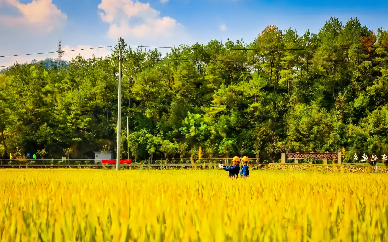 On-site inspections ensure autumn harvest in Zhejiang