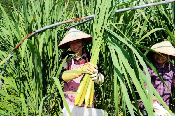 Taizhou's Huangyan harvests wild rice stems