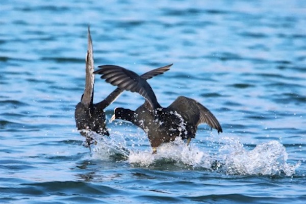 Migratory birds return to Fenghuang Lake in Tongxiang