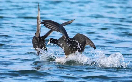 Migratory birds return to Fenghuang Lake in Tongxiang