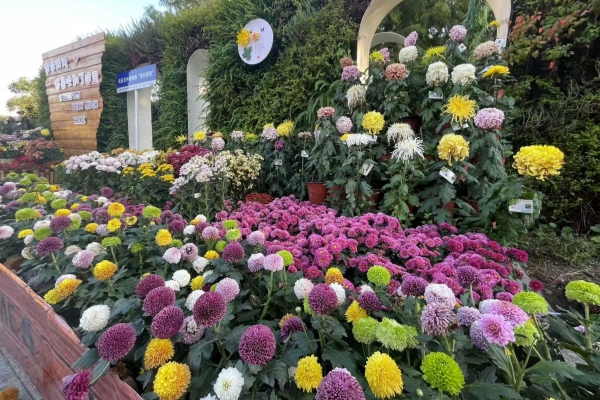 Taizhou Botanical Garden dazzles with chrysanthemum display