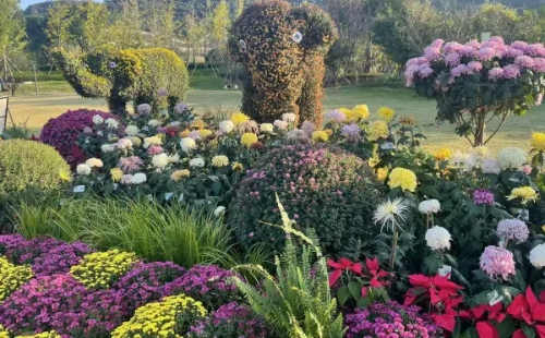 Taizhou Botanical Garden dazzles with chrysanthemum display