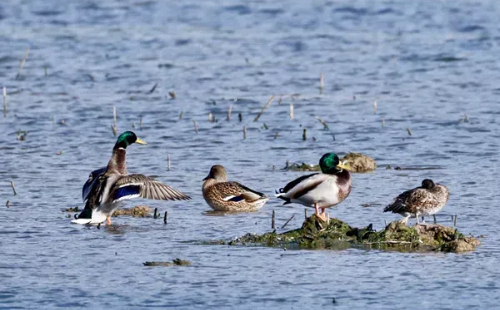 Winter migrants grace Meishan Bay