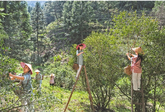 Wild tea booms in Qingyuan, Lishui