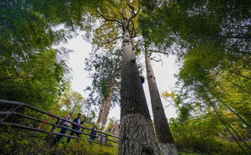 Autumn splendor unveiled in Maohuo village