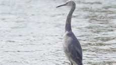 Rare gray-feathered egrets spotted in Zhoushan