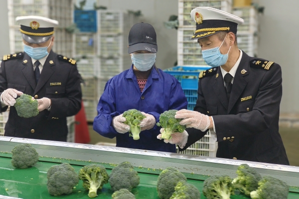 Taizhou broccoli export season begins with shipment to Malaysia