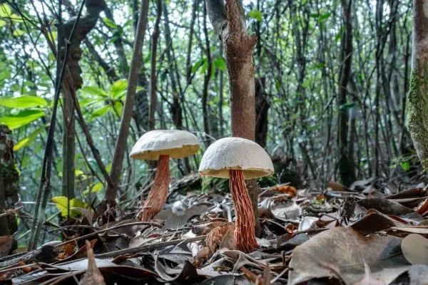 Two new boletus species discovered in Lishui