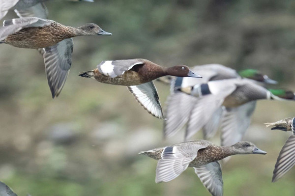 Lishui records new wildlife species