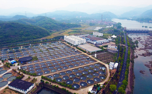 'Golden' fish roe pull 500 million yuan economic output in Zhejiang village