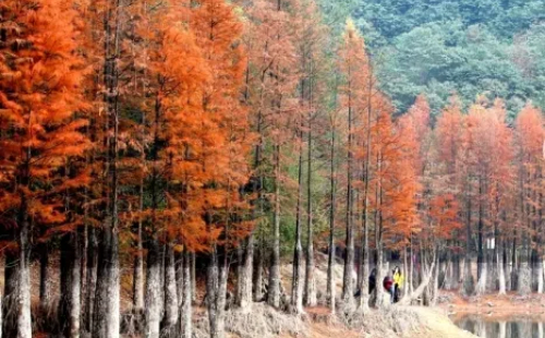 Jinhua invites tourists to a winter wonderland