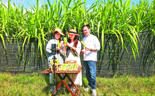 Smartphones, laptops become farming tools in Zhejiang