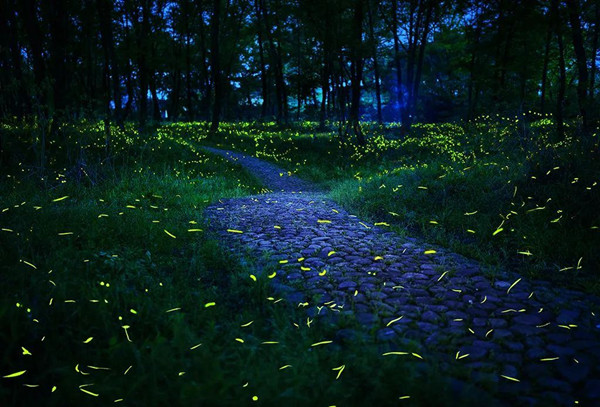 Lishui releases first local standard for firefly viewing