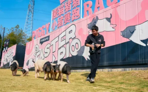 Jinhua legislates for its Liangtouwu pig industry