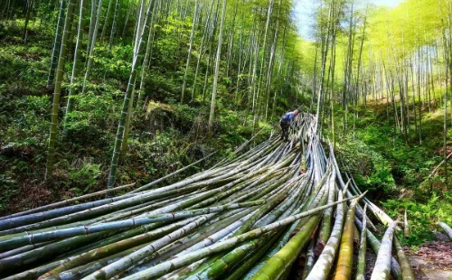 China pushes for bamboo to replace plastics