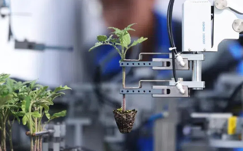 Robots graft seedlings