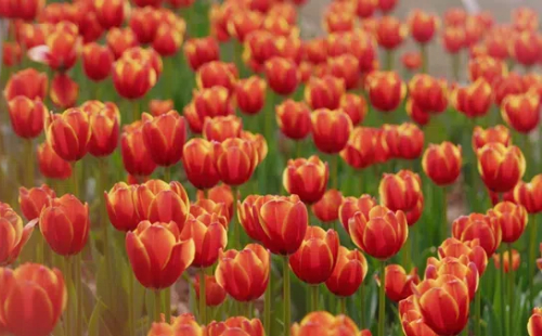 Blooming tulips