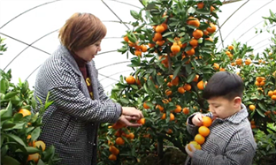 Orange plantation offers new approach for rural tourism
