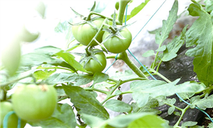 Tomato plantation in Cangnan under national spotlight