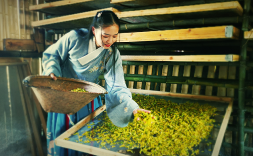 Shengzhou accounts for a third of China's green tea exports