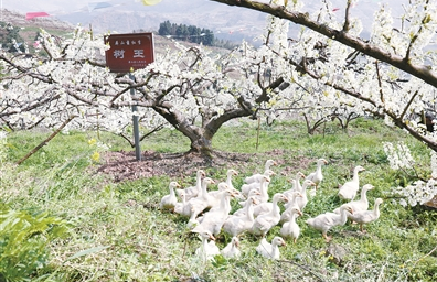 Geese breeding helps 2,000-plus farmers increase income