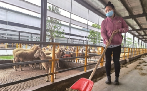 ​Sheep industry increases famers' incomes in Quzhou