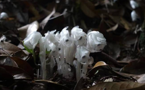 Rare wildflower found in Lishui city's Jingning county