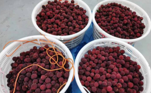 Qingtian waxberry gains in popularity overseas
