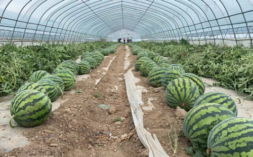 Application a boon for watermelon farmers