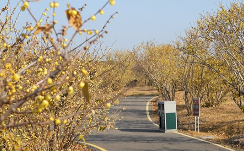 Wintersweets enter flowering period in Huzhou