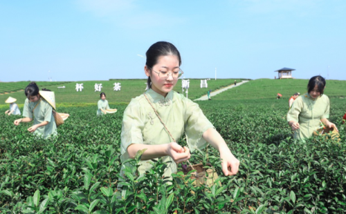 Spring harvest of Longjing tea begins in Xinchang