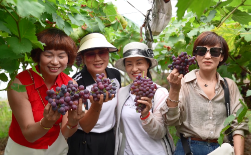 Qingtian grapes enter picking season