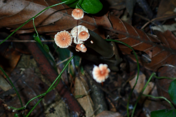 New fungus species discovered in Jiaxing