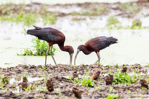 Rare glossy ibis spotted in Longwan after 12 Years