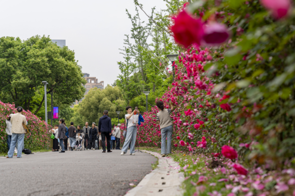 Wenzhou Yangfushan rose garden transformed into wonderland