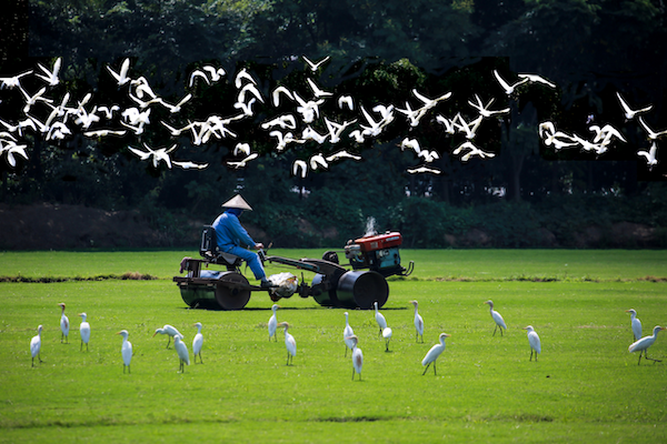 Jiaxing marks biodiversity day with significant ecological achievements