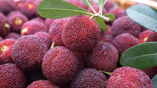 Qingtian waxberries delight foreign palates