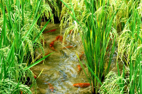 Qingtian's rice-fish symbiosis contributes to ecology, economy